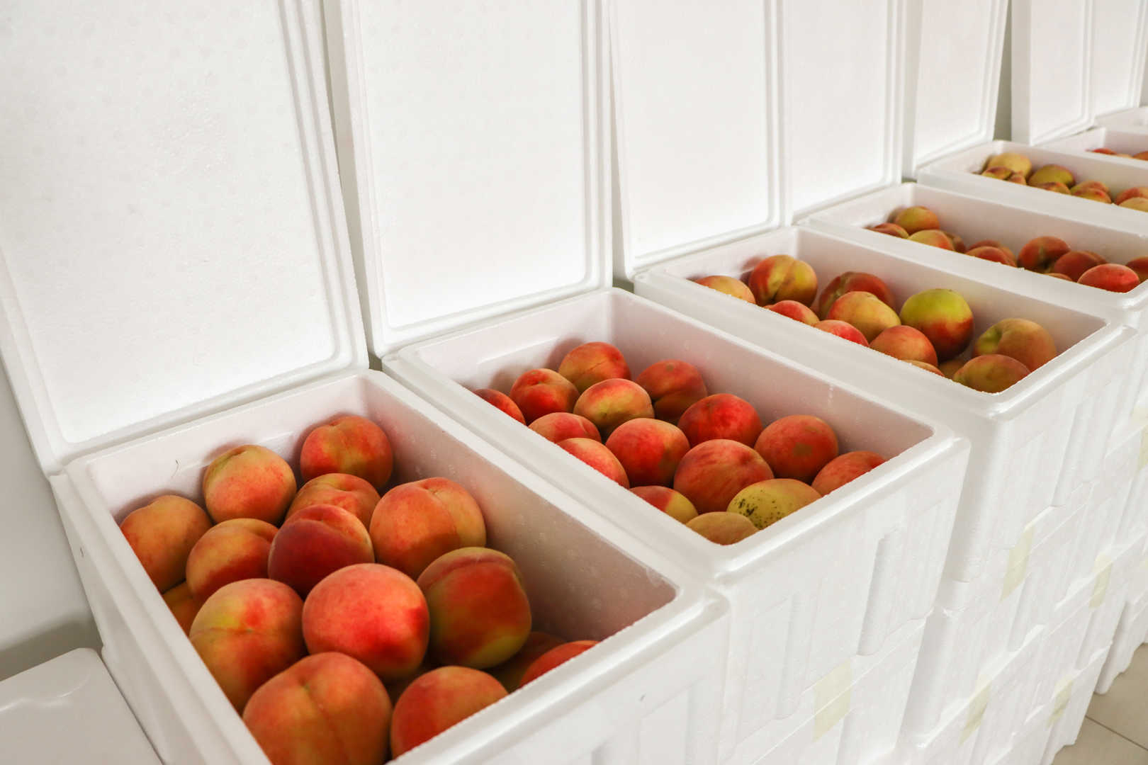 【甜蜜關懷】濱澳桃香漫工位，助農(nóng)暖心兩相宜！